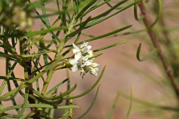 Asclepias linaria, Pineneedle Milkweed